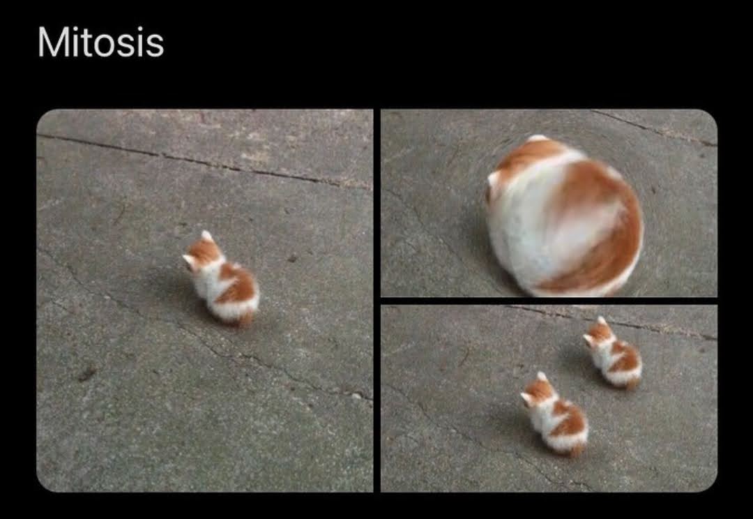 mitosis cats